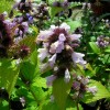 Nepeta x faassenii 